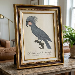 Foto Paloma negra de palma, Probosciger aterrimus
