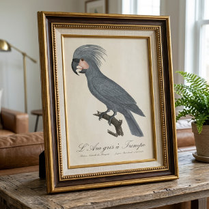 Foto Paloma negra de palma, Probosciger aterrimus