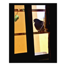 Foto Paloma pacífica