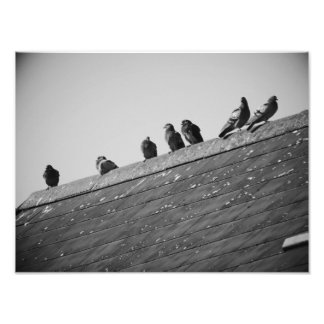 Foto Palomas en un techo