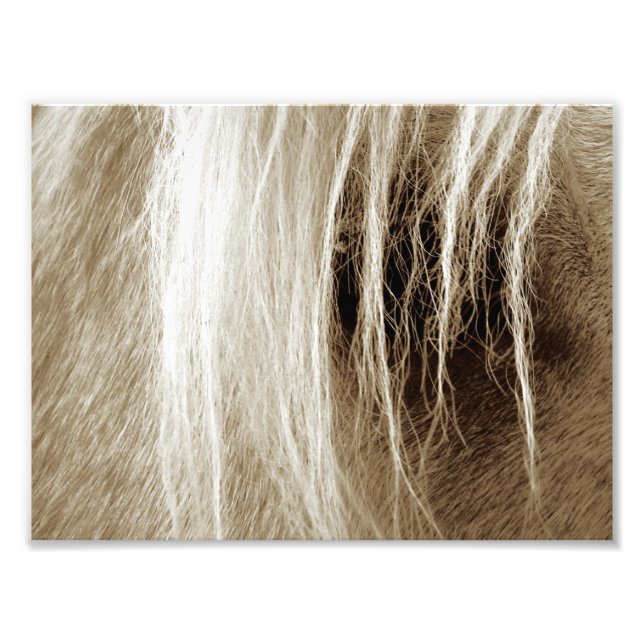 Foto Palomino Sepia (Frente)