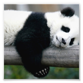 Foto Panda Hugging Post