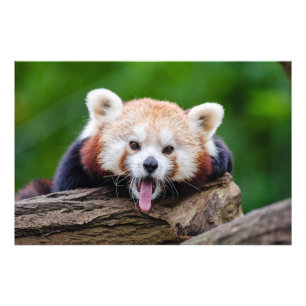 Foto Panda rojo