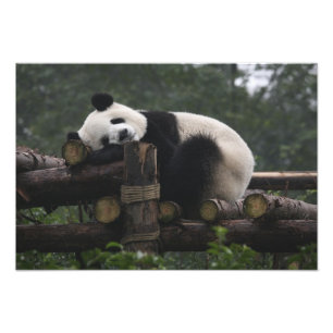 Foto Pandas gigantes en la gigantesca protección Panda