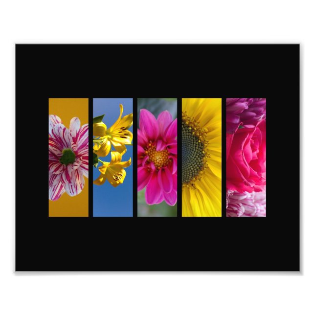 Foto Panorama de las flores de macro rosadas y amarilla (Frente)