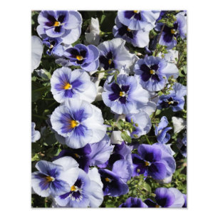 Foto Pansies morados de 11" x 14"