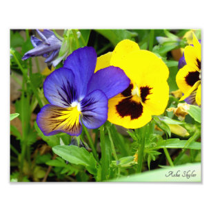 Foto Pansies nocturnos y diurnos