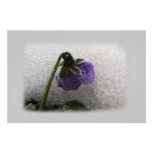 Foto Pansy en la nieve