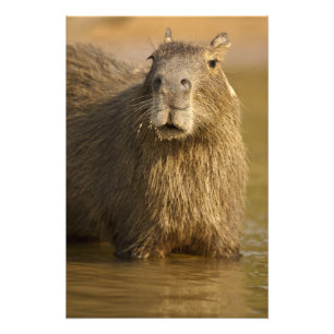 Foto Pantanal, Brasil, Capibara, Hydrochoerus