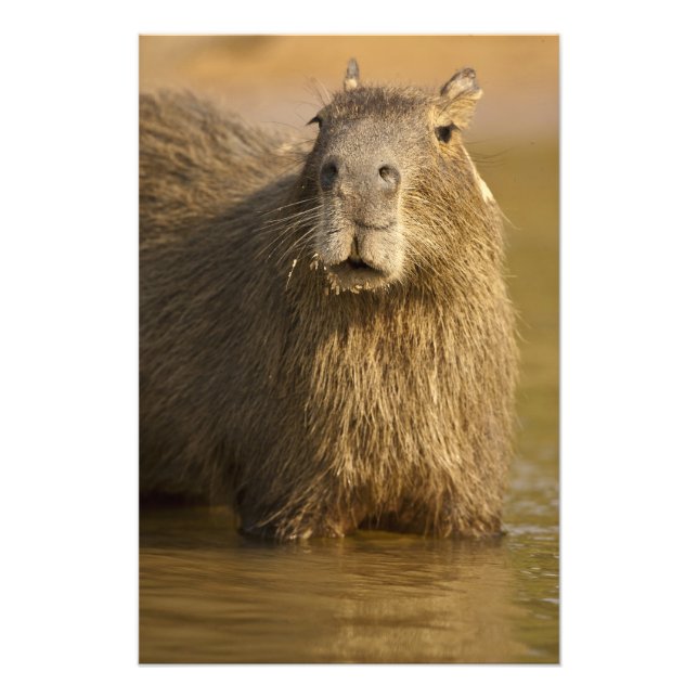 Foto Pantanal, Brasil, Capibara, Hydrochoerus (Frente)