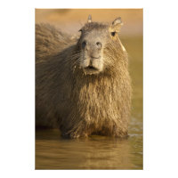 Pantanal, Brasil, Carpincho, Hydrochoerus