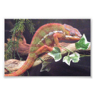 Foto Panther Chameleon