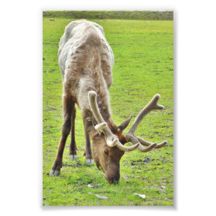 Foto Papel fotográfico 4x6 (satinado) de alce