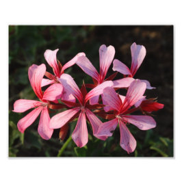 Foto Papel fotográfico con flores rosas en flor