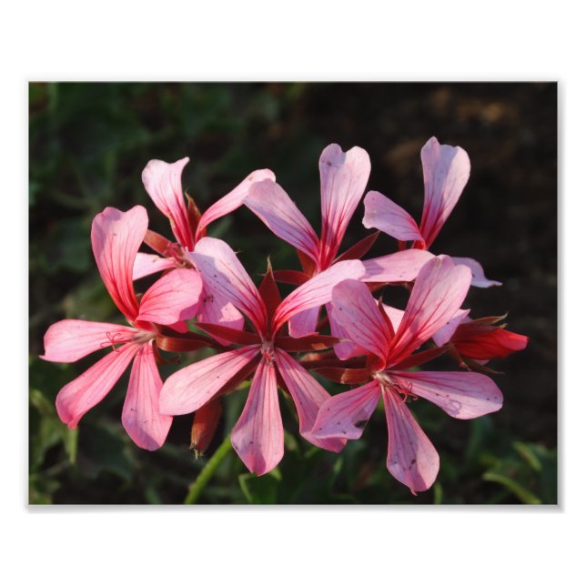 Foto Papel fotográfico con flores rosas en flor (Frente)