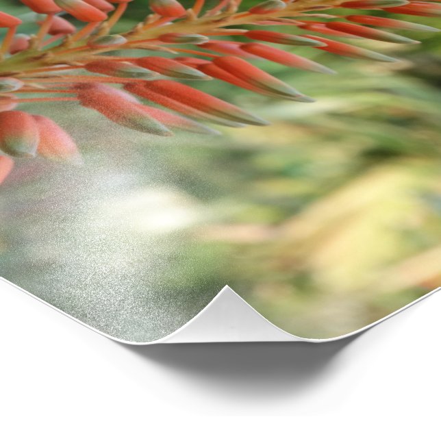 Foto Papel fotográfico de Aloe Vera Photo Kodak (satina (Esquina)