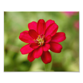Foto Papel fotográfico de Petals rosados de bonito 10x8