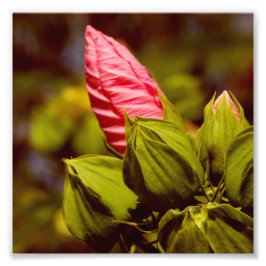 Foto Papel fotográfico profesional Bud Kodak