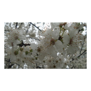 Foto Papel fotográfico profesional de Kodak Flower Plum