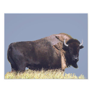 Foto Papel fotográfico profesional Kodak de 14" x 11" 