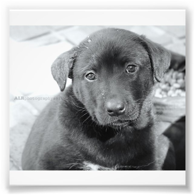 Foto Papel fotográfico profesional Kodak de 6" x 4" (sa (Frente)