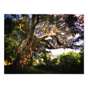 Foto Papel fotográfico profesional Kodak de árbol antig