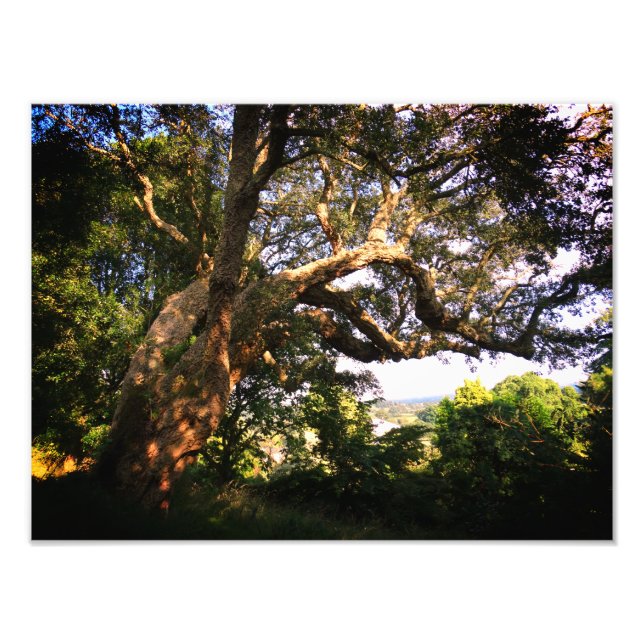 Foto Papel fotográfico profesional Kodak de árbol antig (Frente)