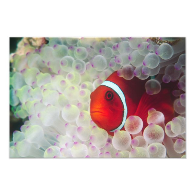 Foto Papúa Nueva Guinea, Gran Barrera de Coral, (Frente)