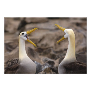 Foto Par de albatros ondulados (Phoebastria irrorata)