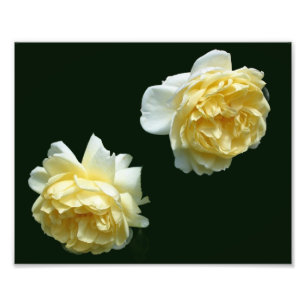Foto Par de flor rosa amarillo 8x10