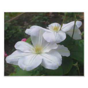 Foto Par de flores blanco clematis 8x10