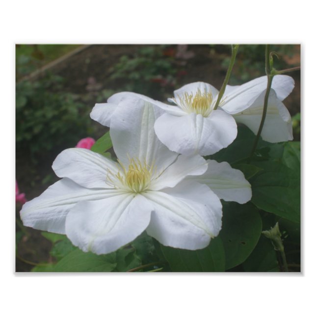 Foto Par de flores blanco clematis 8x10 (Frente)