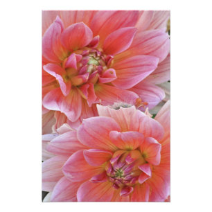 Foto Par de flores de Dalia, Dahlia spp. ,