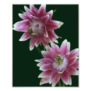 Foto Par De Flores Rojas Y Blancas 8x10