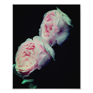 Foto Par de rosas rosadas 8x10