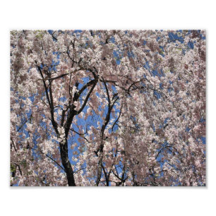 Foto Paraguas De La Flor De Flores De Primavera