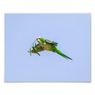 Foto Parakeet del monje 10x8 en el valle del Rio Grande