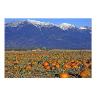 Foto Parche de calabazas del Valle Flathead Montana