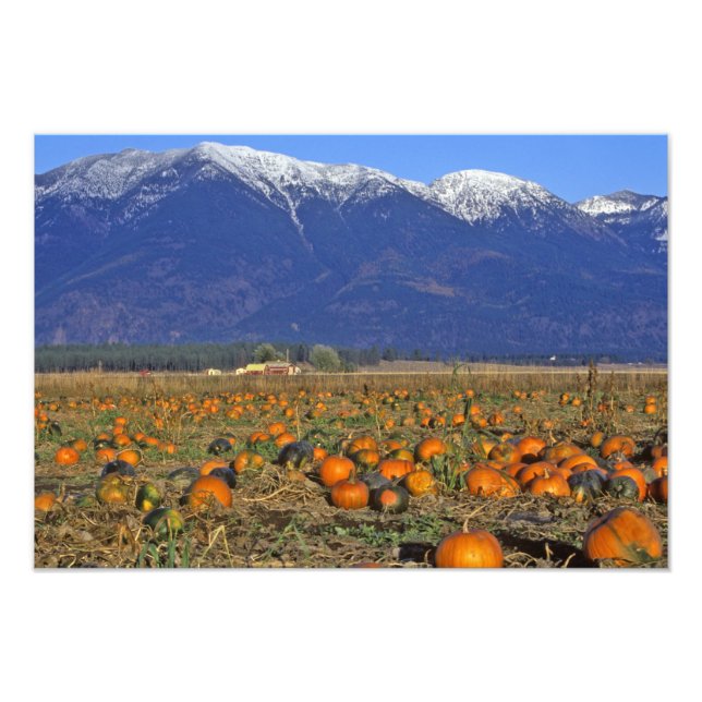 Foto Parche de calabazas del Valle Flathead Montana (Frente)