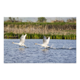 Foto Pare reproductor de cisnes de la tundra despegan p