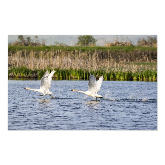 Foto Pare reproductor de cisnes de la tundra despegando (Frente)