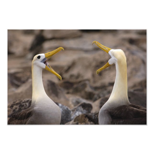 Foto Pareja de albatros de Galápagos (Phoebastria irror (Frente)
