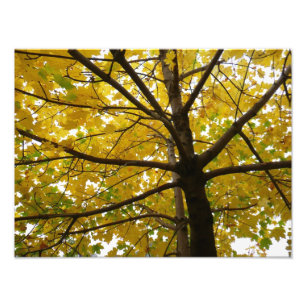 Foto Pareja de Arces Amarillos Naturaleza de Otoño