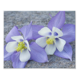 Foto Pareja de Flores de Columbina