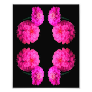 Foto Pareja de flores rosadas de Zinnia Resumen Art 8x1