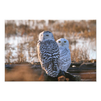 Foto Pareja De Lechuza Snowy