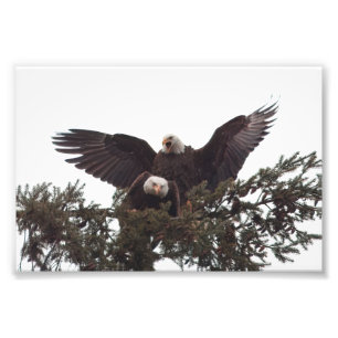 Foto Pareja de majestuosas águilas baldosas aparcando p