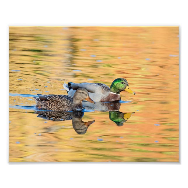 Foto Pareja de Mallards (Frente)
