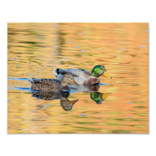 Foto Pareja de Mallards