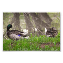 Pareja de patos cariñosos